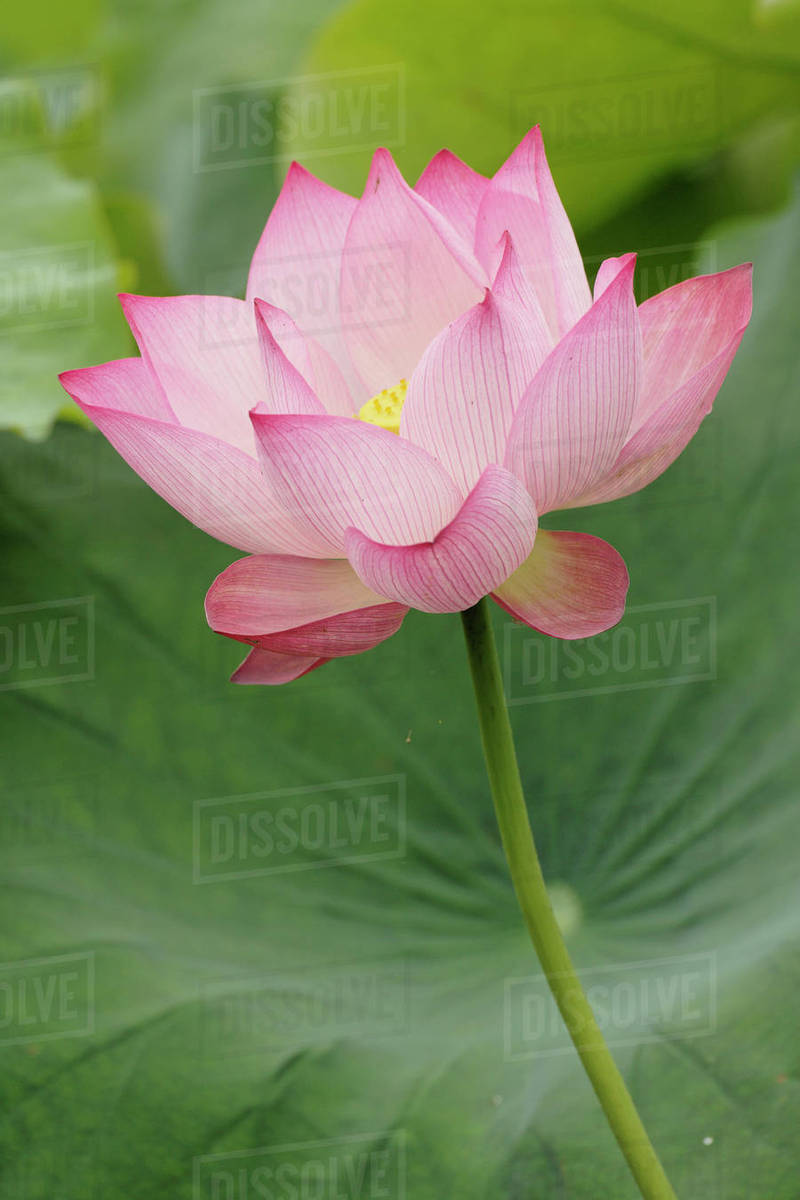 close up of lotus