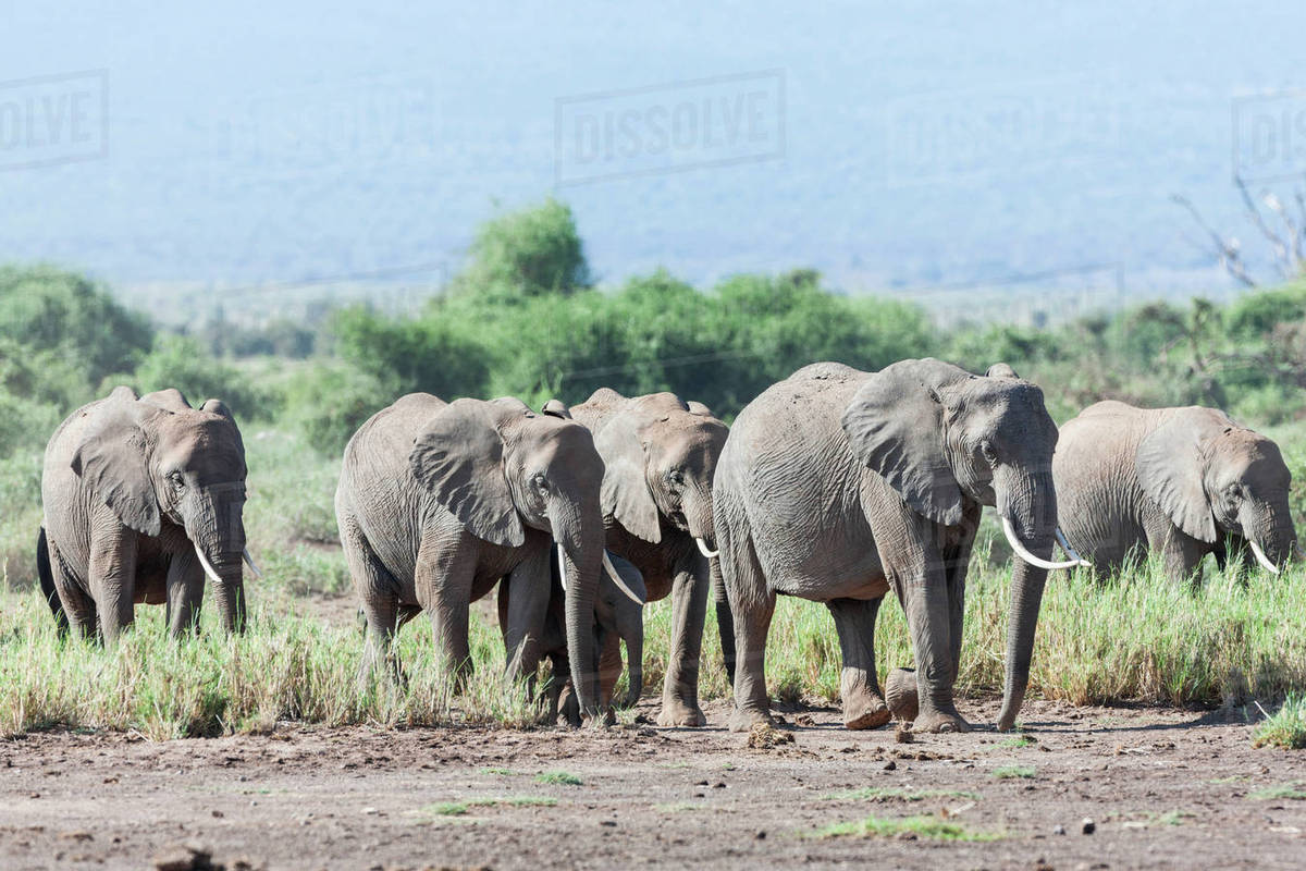 African bush elephant (Loxodonta africana), family group or herd in