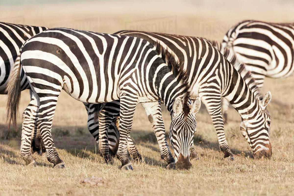 plains zebra