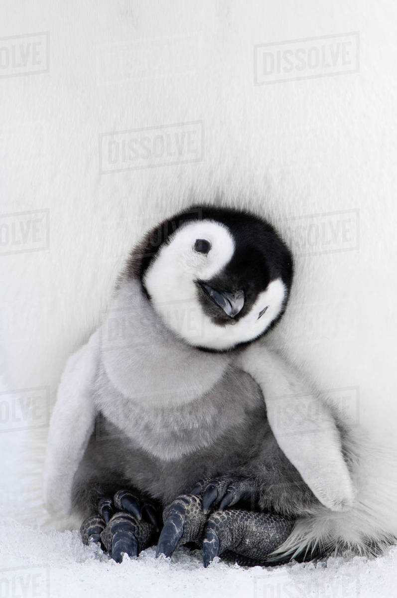 Penguinchik 90 Penguinchik 45