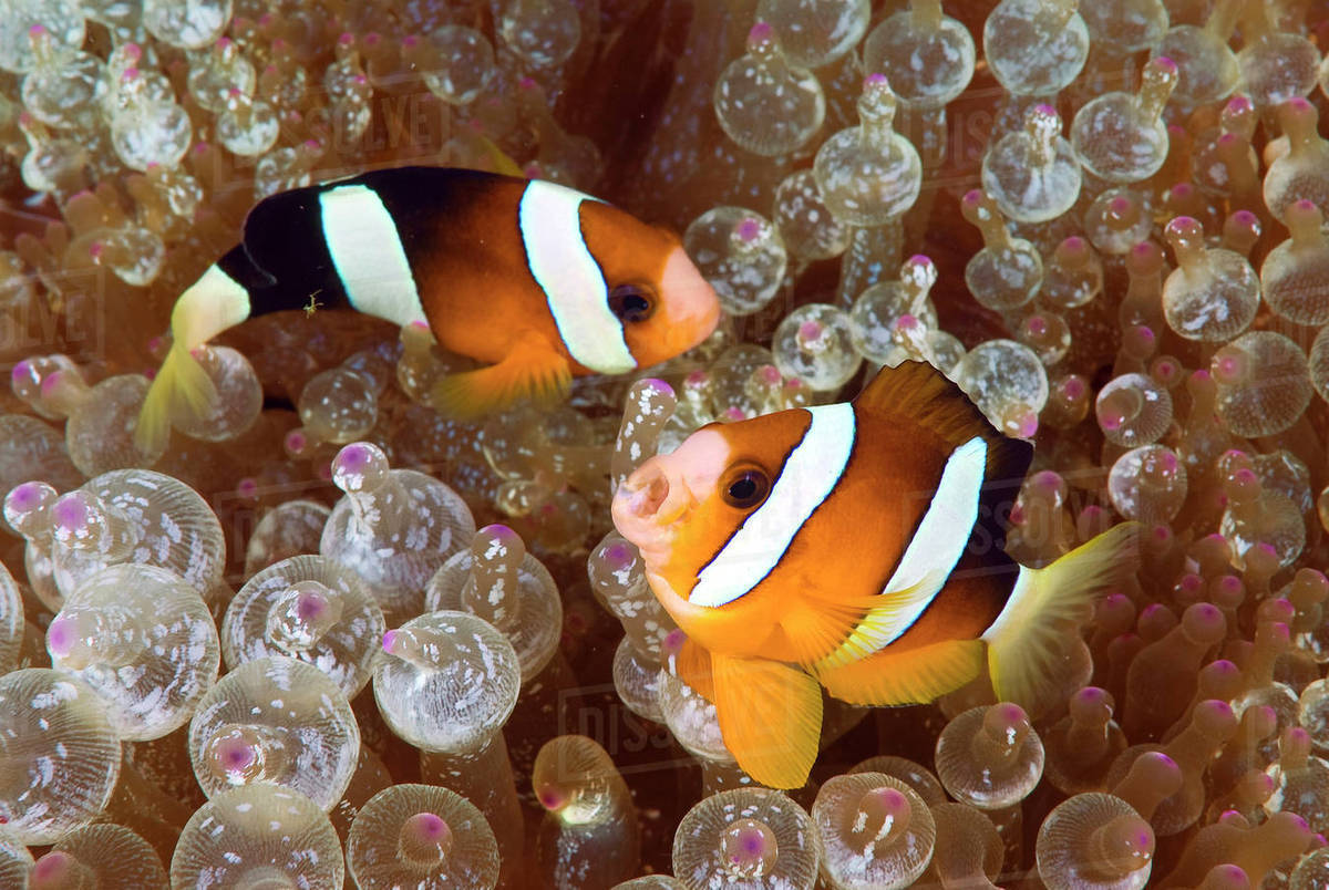 Two anemonefish swim among poisonous anemone for protection from