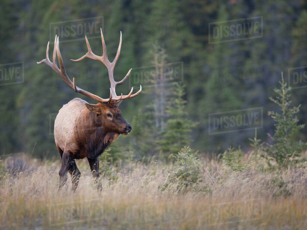 Canada, Alberta. Rocky Mountain Elk (Cervus canadensis nelsoni) Bull