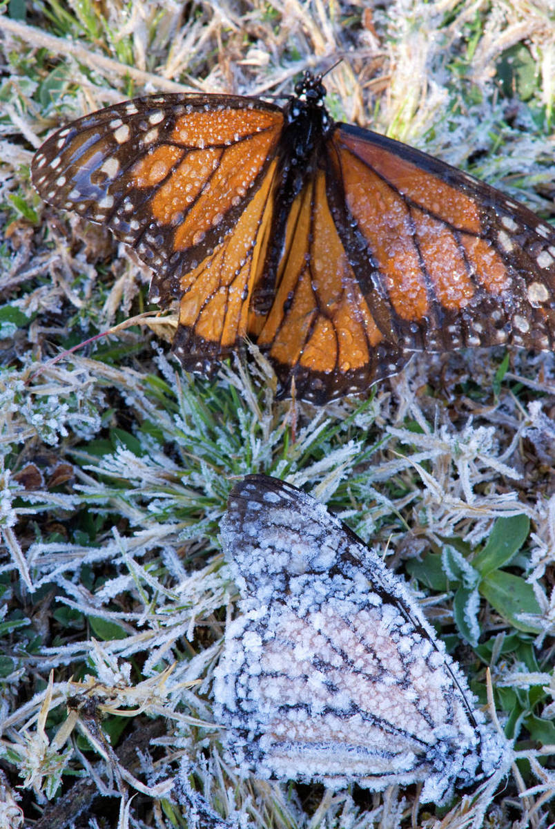Frosted Monarch Butterflies(Danaus plexippus) , El Rosario Butterfly