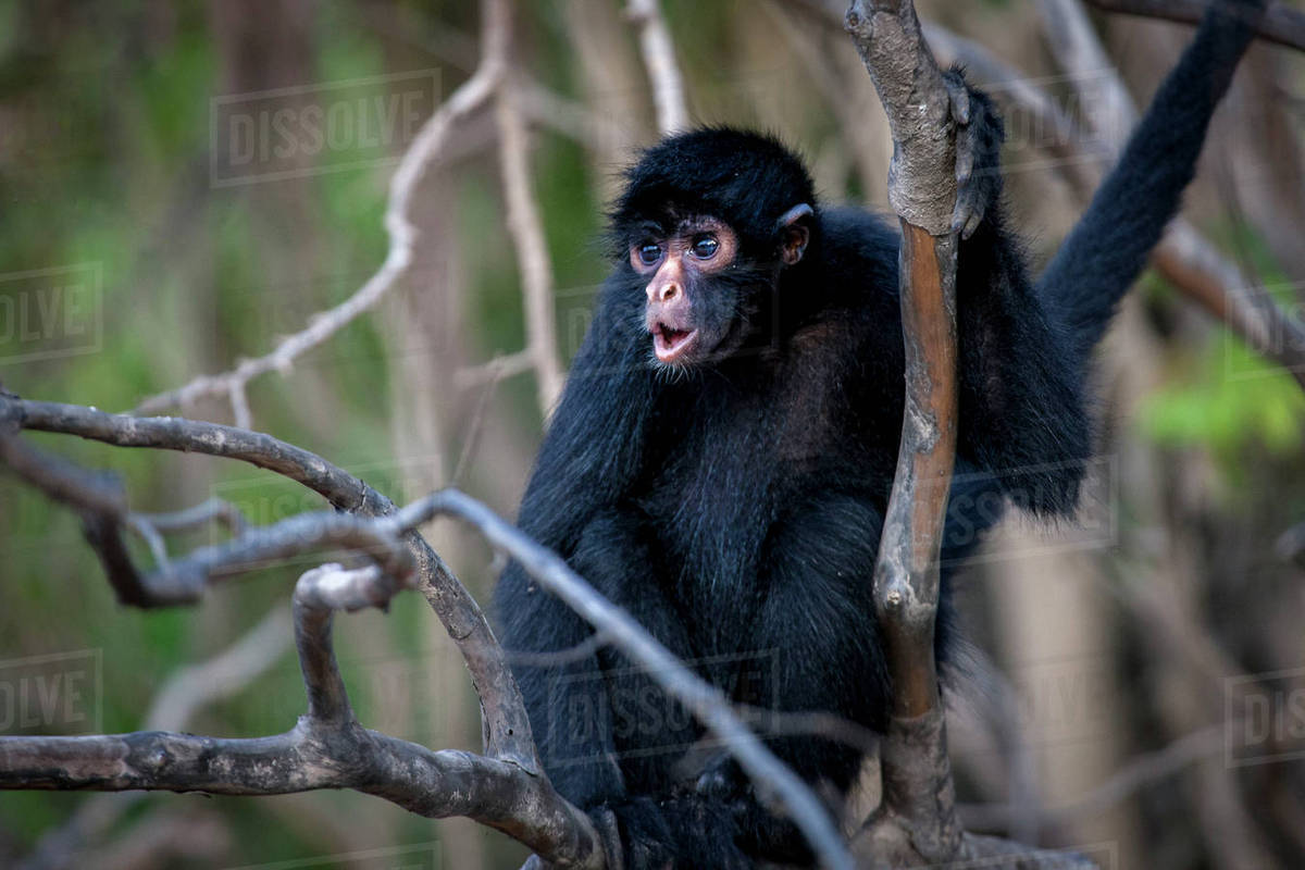 Black Spider Monkey, Amazon basin, Peru. - Stock Photo - Dissolve