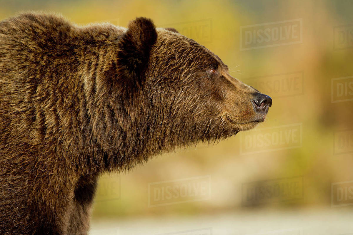 USA, Alaska, Katmai National Park, Profile view of Adult male Grizzly