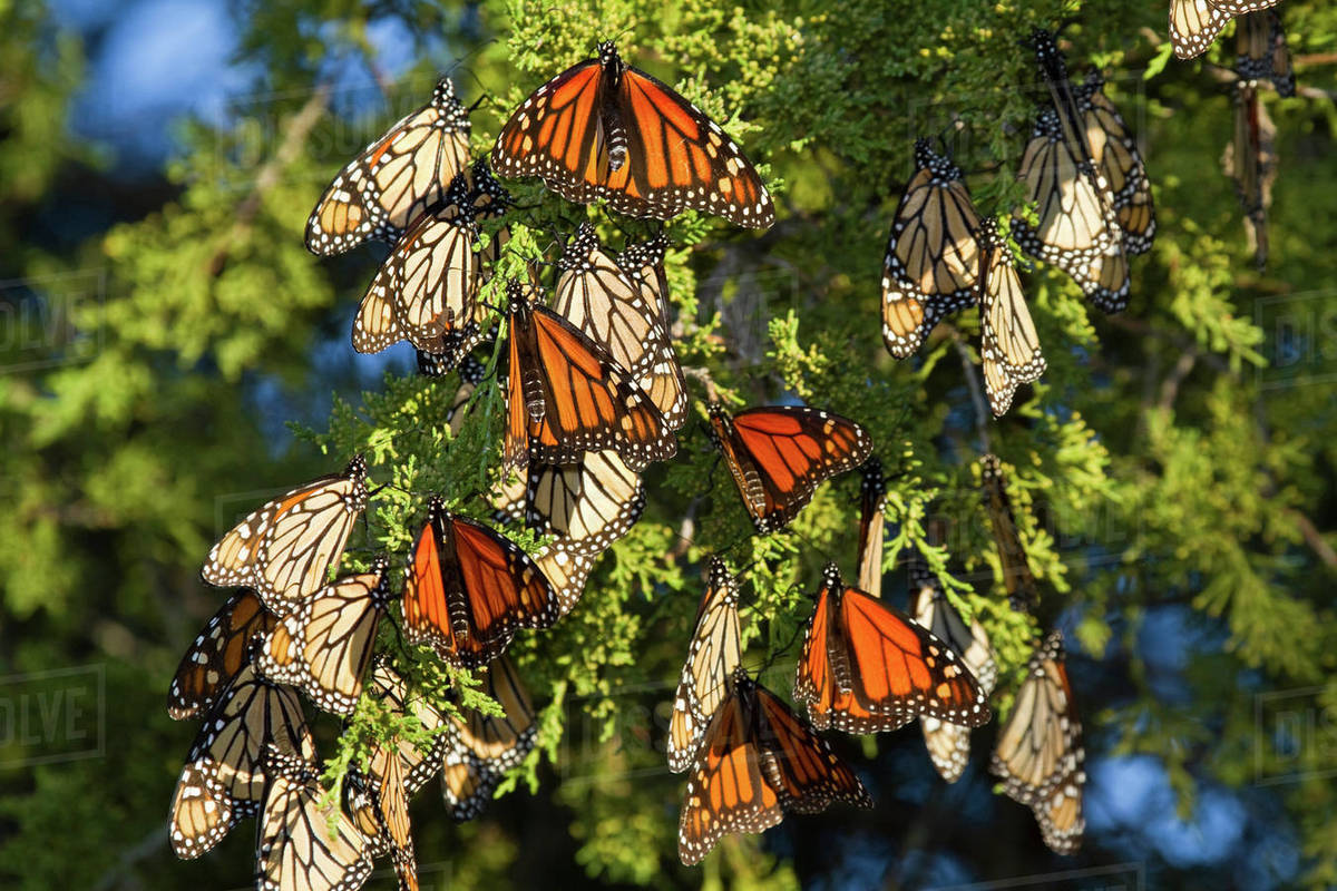 Monarch butterflies (Danaus plexippus) roosting in Eastern Red Cedar