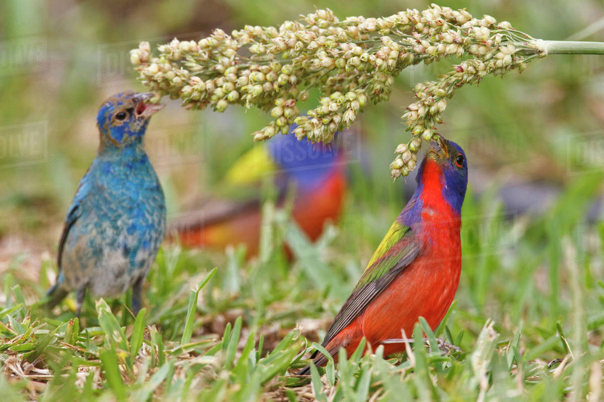 Painted Bunting (Passerian ciris) male feeding with indigo buntings on