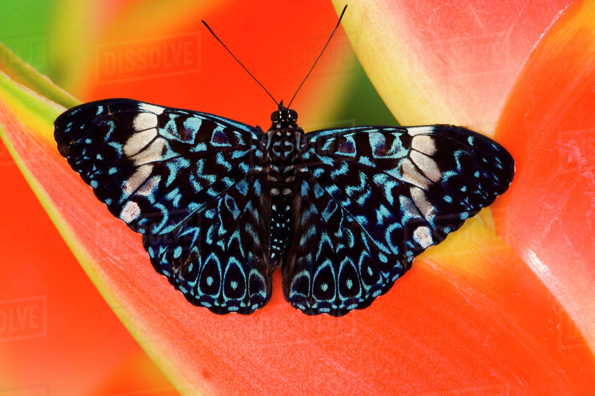 Sammamish Washington Tropical Butterflies photograph Hamadryas arinome the Starry Night