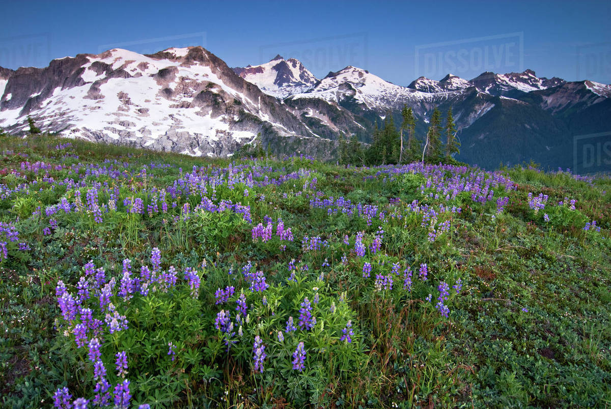 USA, Washington, Cascade Mountains, North Cascades National Park. An