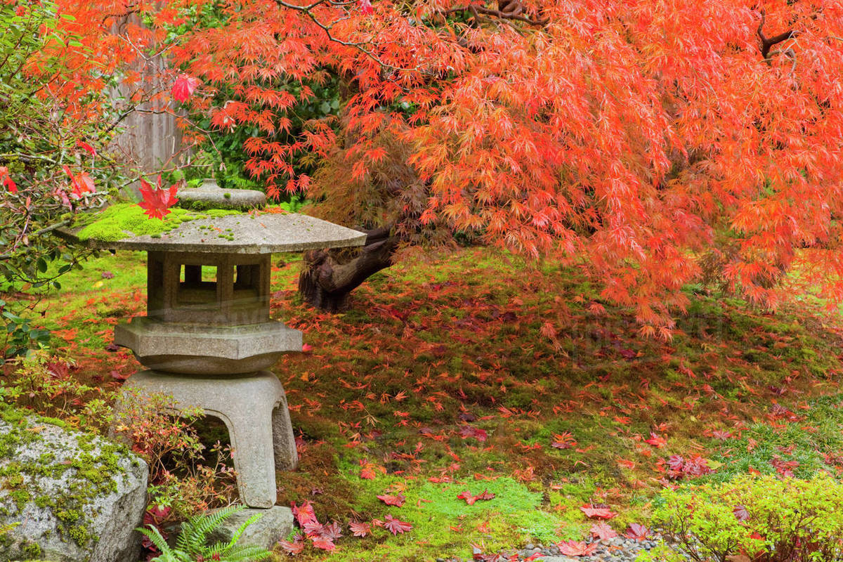WA, Seattle, Washington Park Arboretum, Japanese Garden, with autumn