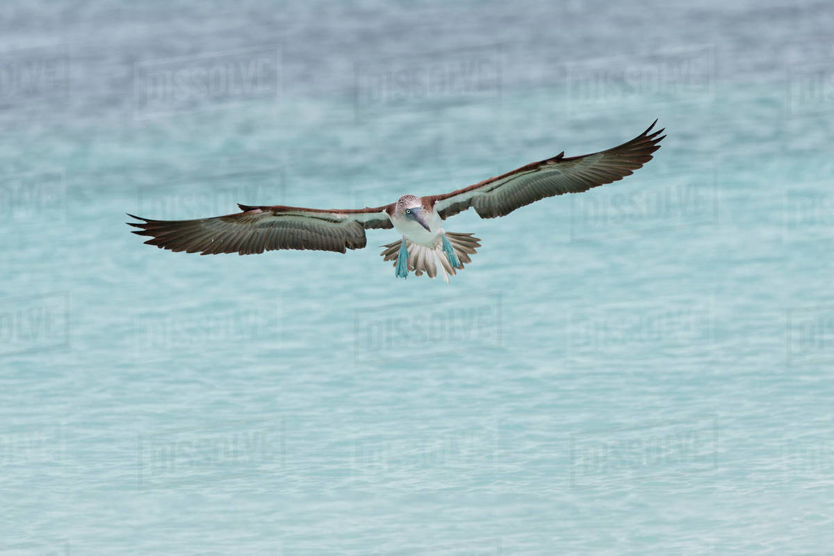 Bluefooted booby diving for fish, San Cristobal Island, Galapagos