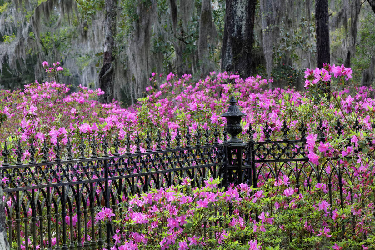 Iron fence and azaleas in full bloom, Bonaventure Cemetery, Savannah