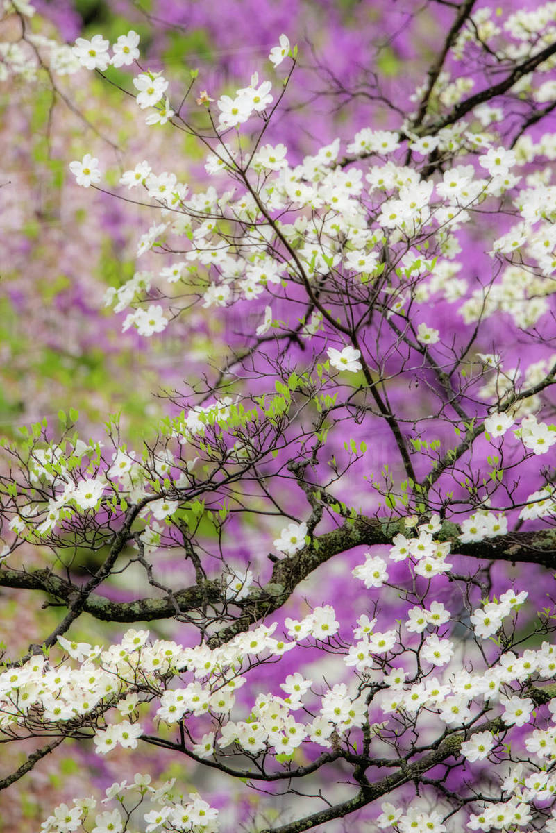 Flowering dogwood tree and distant Eastern redbud, Kentucky Stock