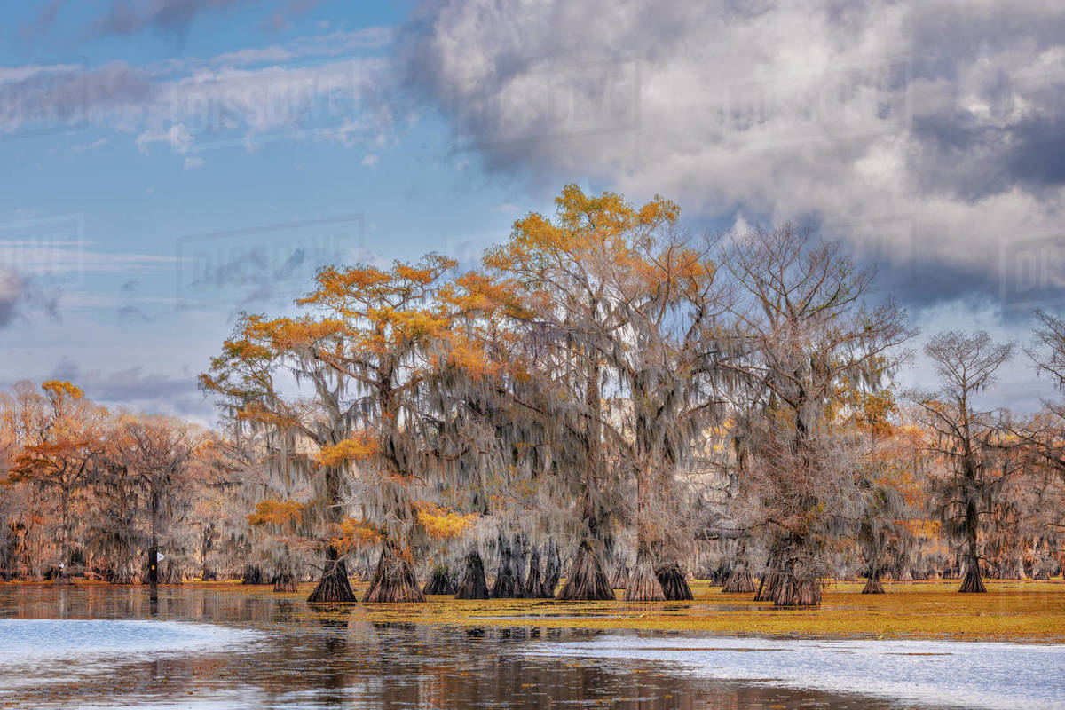 Bald cypress trees in autumn. Caddo Lake, Uncertain, Texas Stock