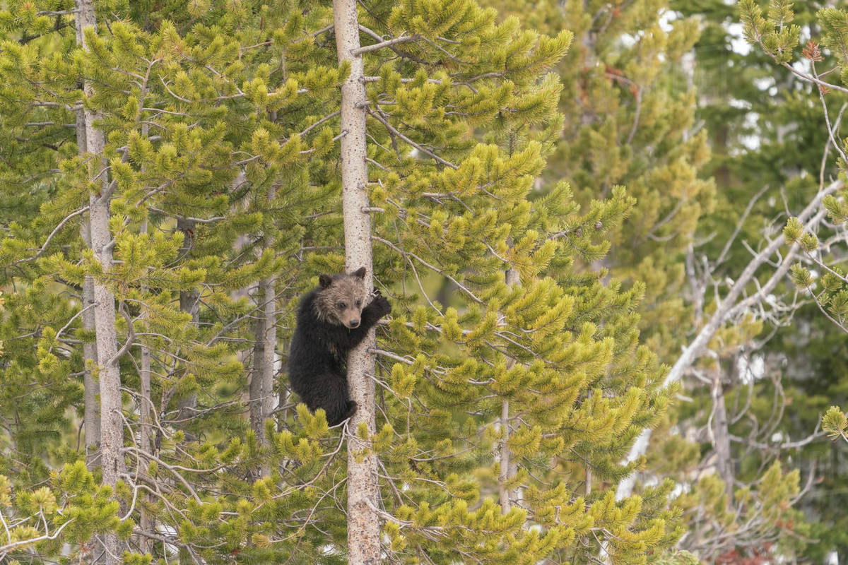 USA, Wyoming, BridgerTeton National Forest. Grizzly bear cub climbing