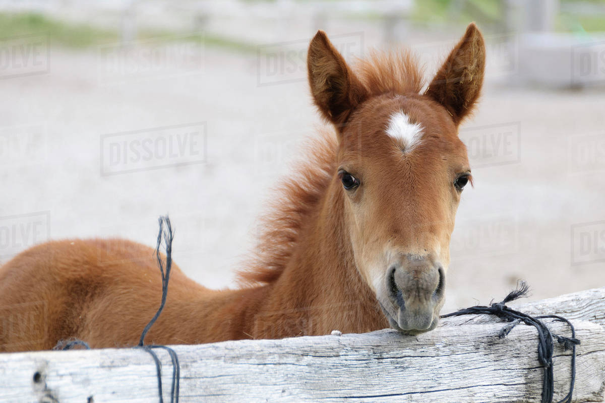 Cappadocia, Turkey. Young horse at fence. - Stock Photo - Dissolve