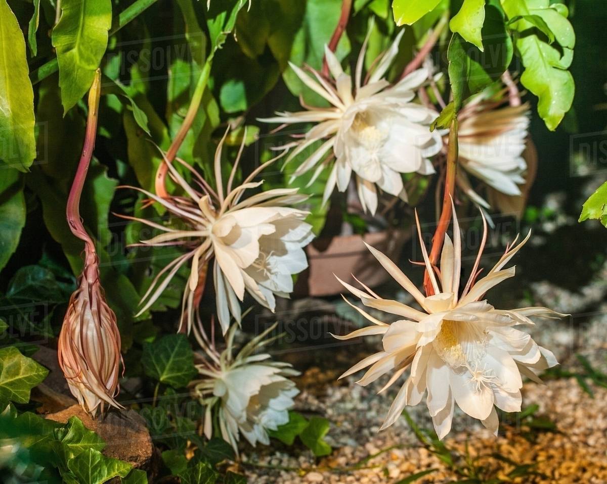 The rare Nightblooming Cereus, genus Epiphyllum. This rare plant only