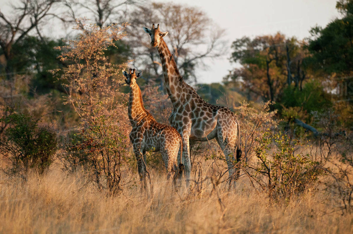 Giraffes (Giraffe camelopardalis), Okavango Delta, Botswana Stock