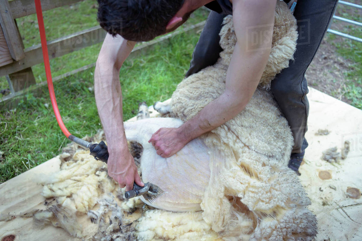 Sheep shearer holding and shearing sheep in field Stock Photo Dissolve