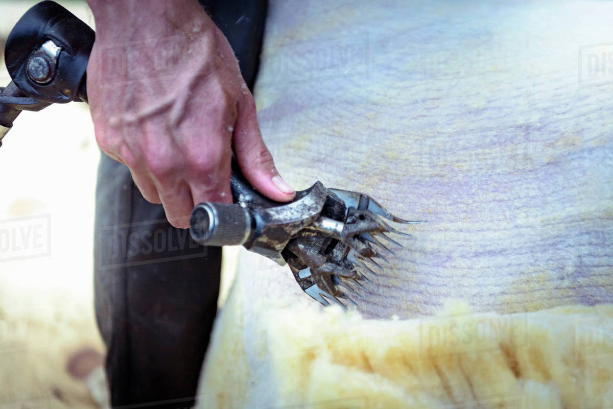 Close up of sheep shearer using electric shears to remove wool from