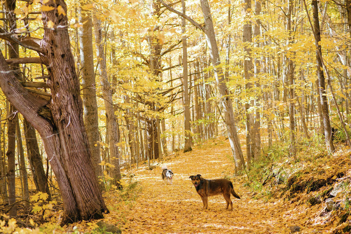 Dogs in forest Stock Photo Dissolve