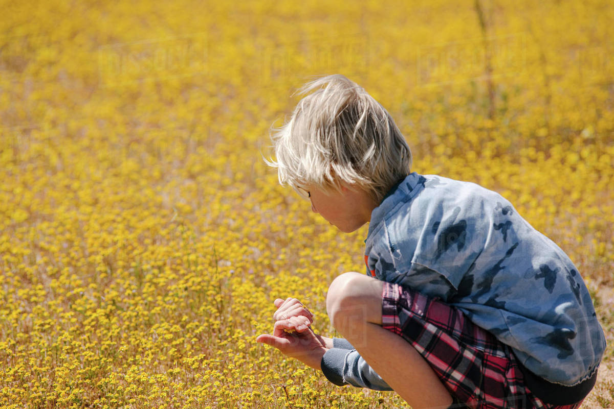 Boy picking yellow flowers in meadow, Cantil, California, United States