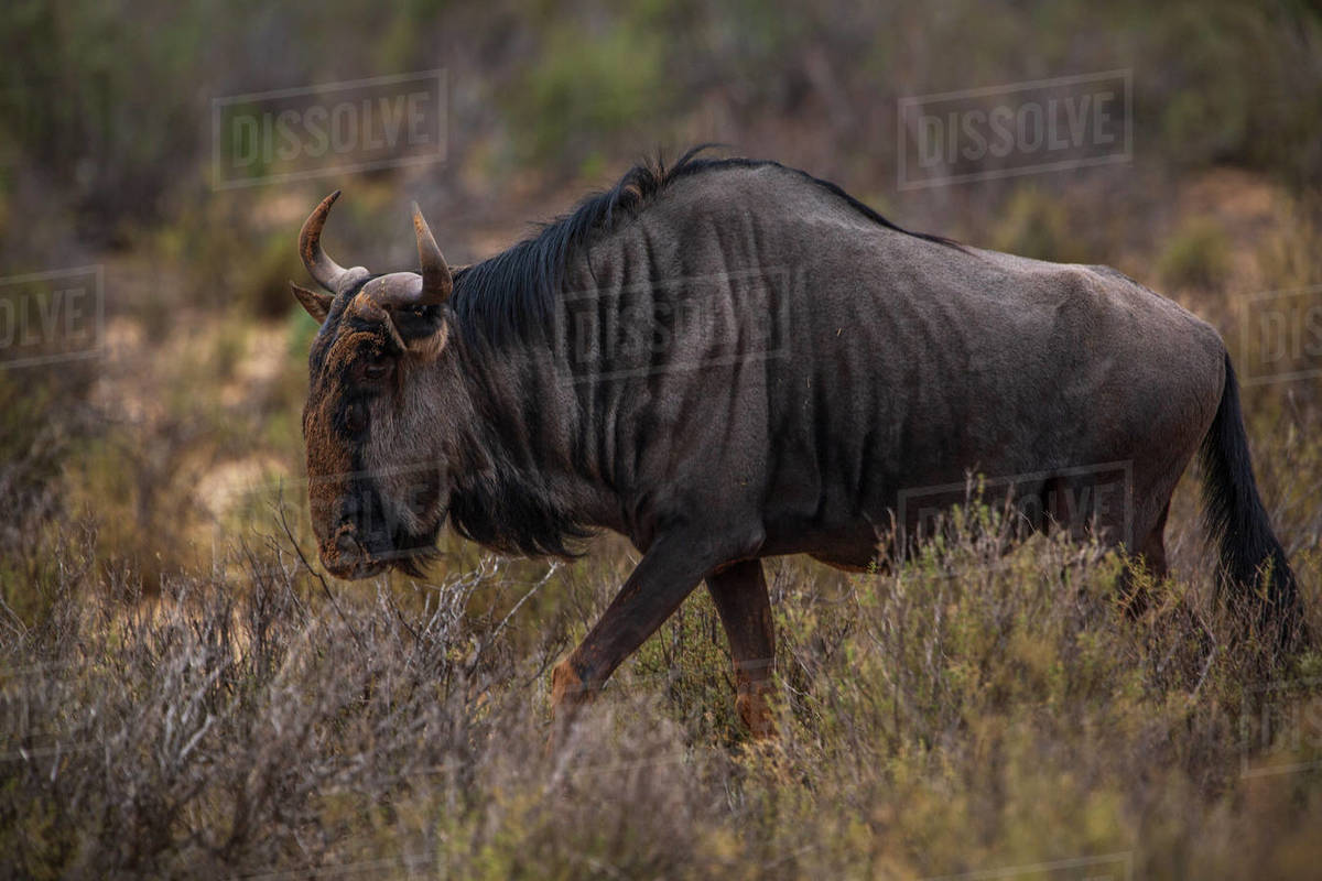 Wildebeest in nature reserve, Touws River, Western Cape, South Africa ...