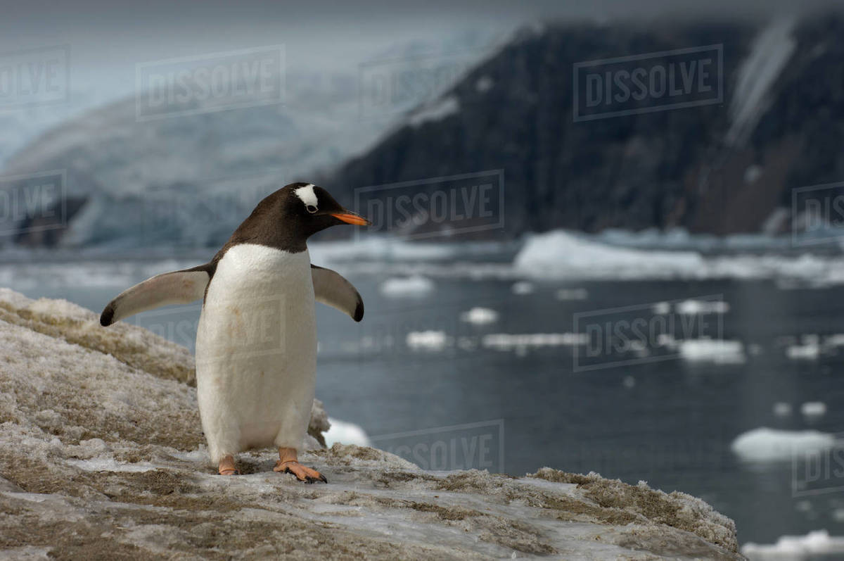 Gentoo penguin, Neko Harbor, Gerlache strait, Antarctica, Antarctic