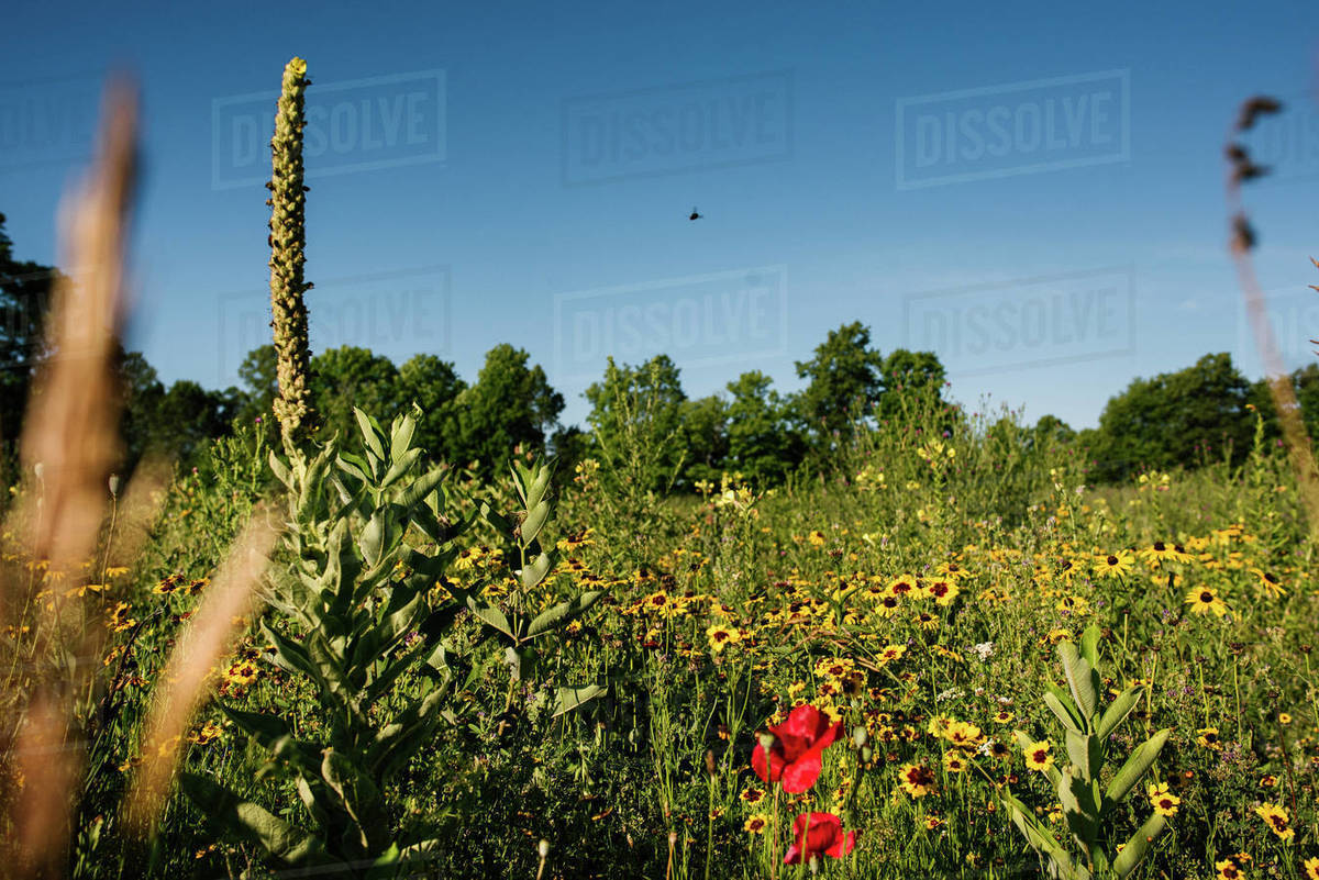 Canada, Ontario, Colorful flowers growing in field Stock Photo Dissolve