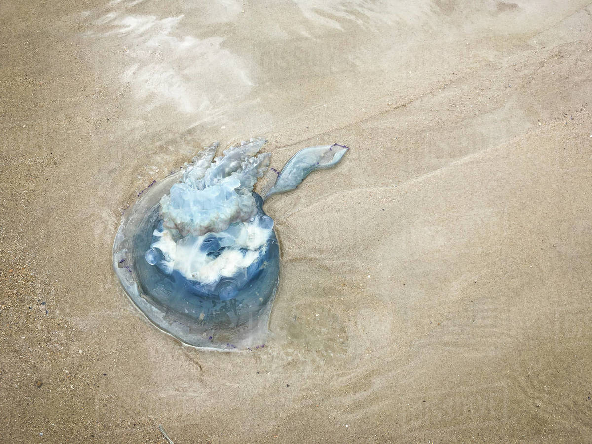 Dead jellyfish on the beach Stock Photo Dissolve