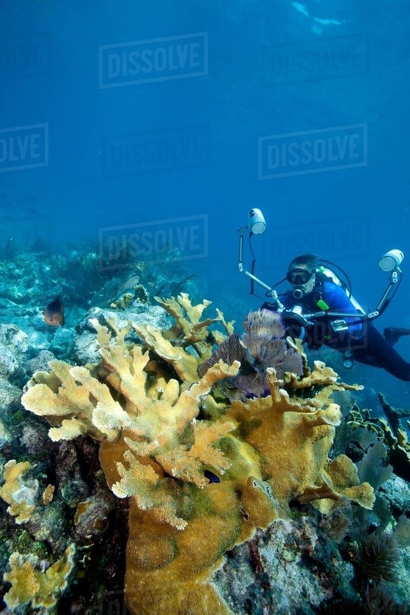 Photographer on coral reef Stock Photo Dissolve