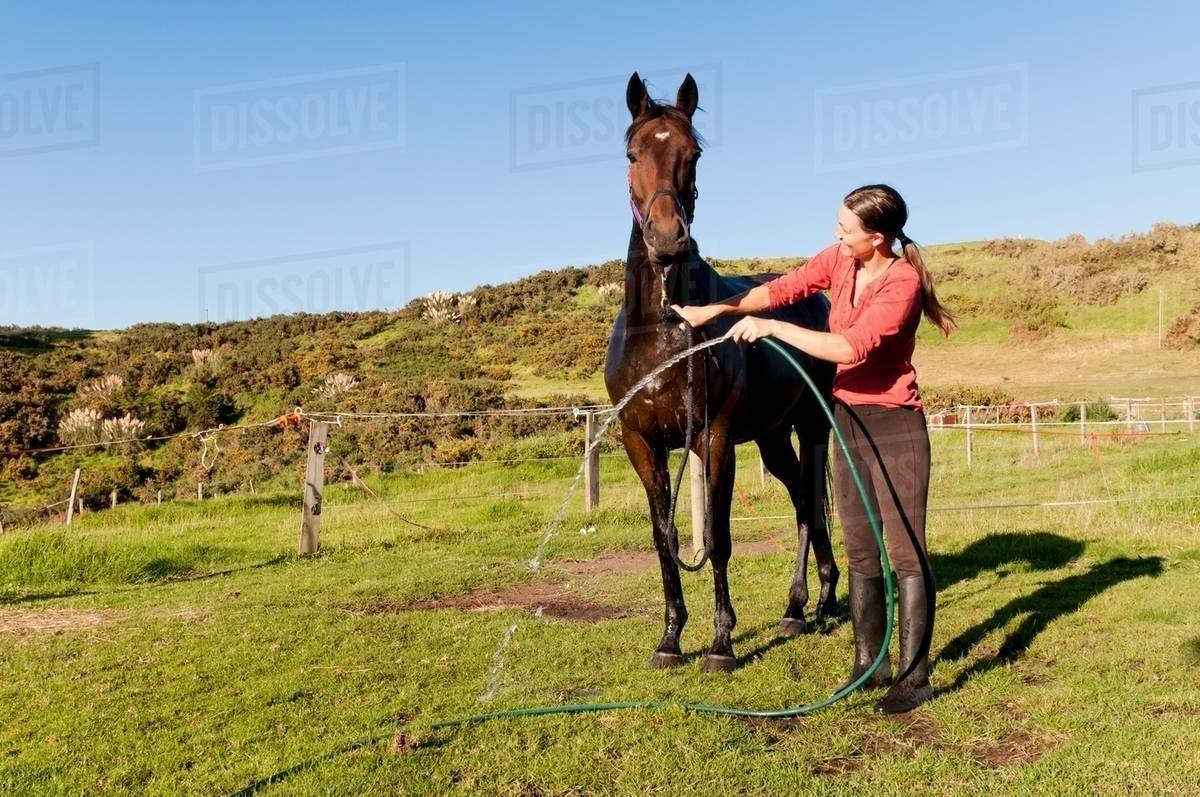 Mid adult woman washing horse with hosepipe Stock Photo Dissolve