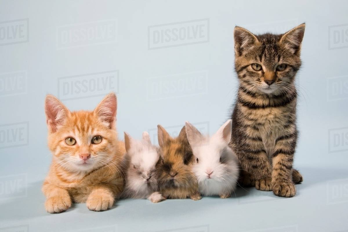 Cats and rabbits Stock Photo Dissolve