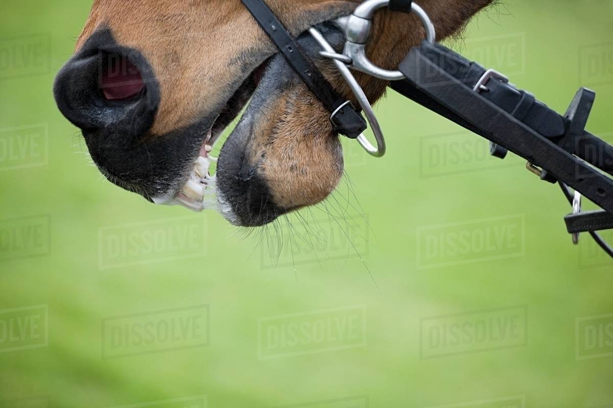 Race horse's mouth, close up Stock Photo Dissolve