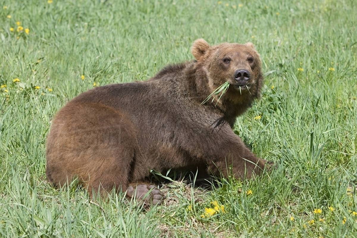 Grizzly bear feeding on grass Stock Photo Dissolve