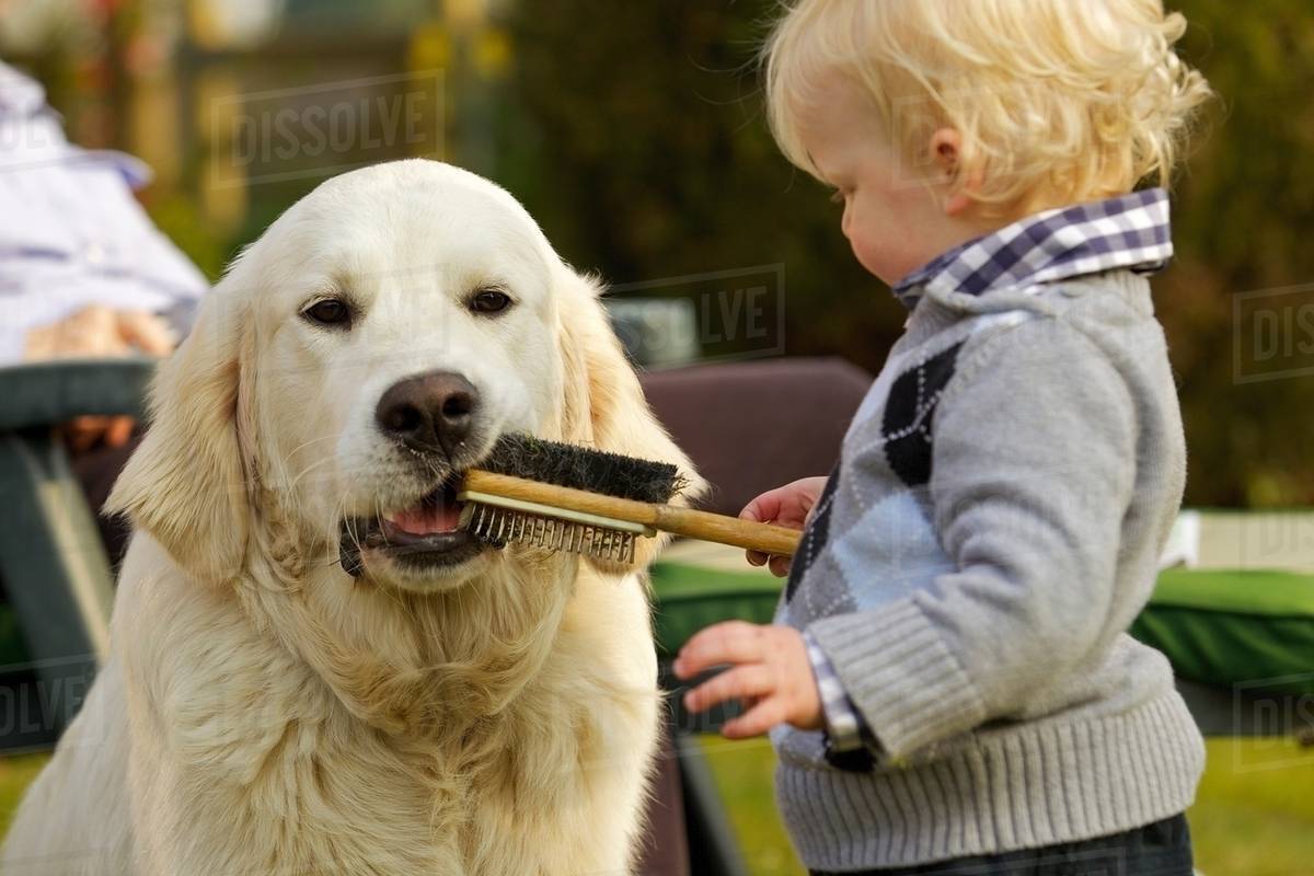 brushing a golden retriever