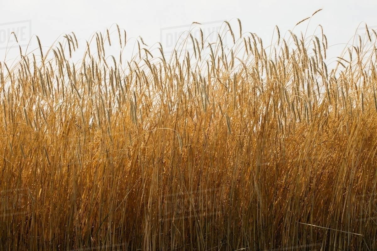 tall field