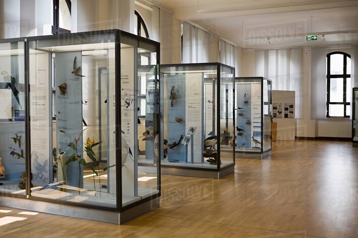 Stuffed birds in a museum Stock Photo Dissolve