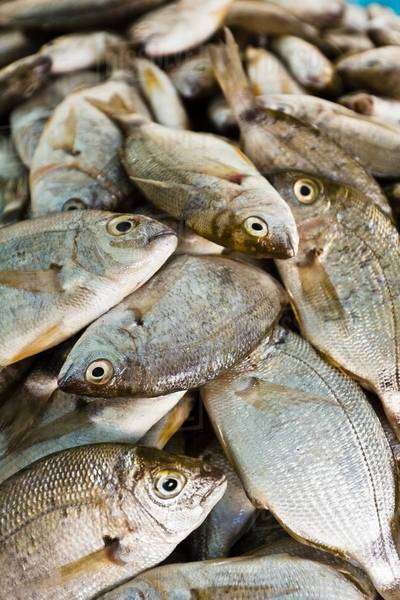 Dorade at fish market, Houmt Souk, Djerba, Tunisia - Stock Photo - Dissolve
