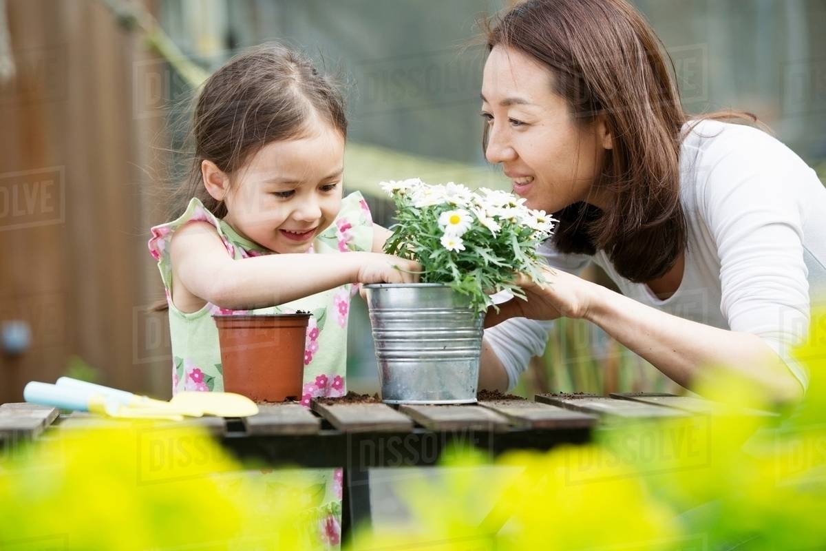 Potting Daisies at Elizabeth Dixon blog