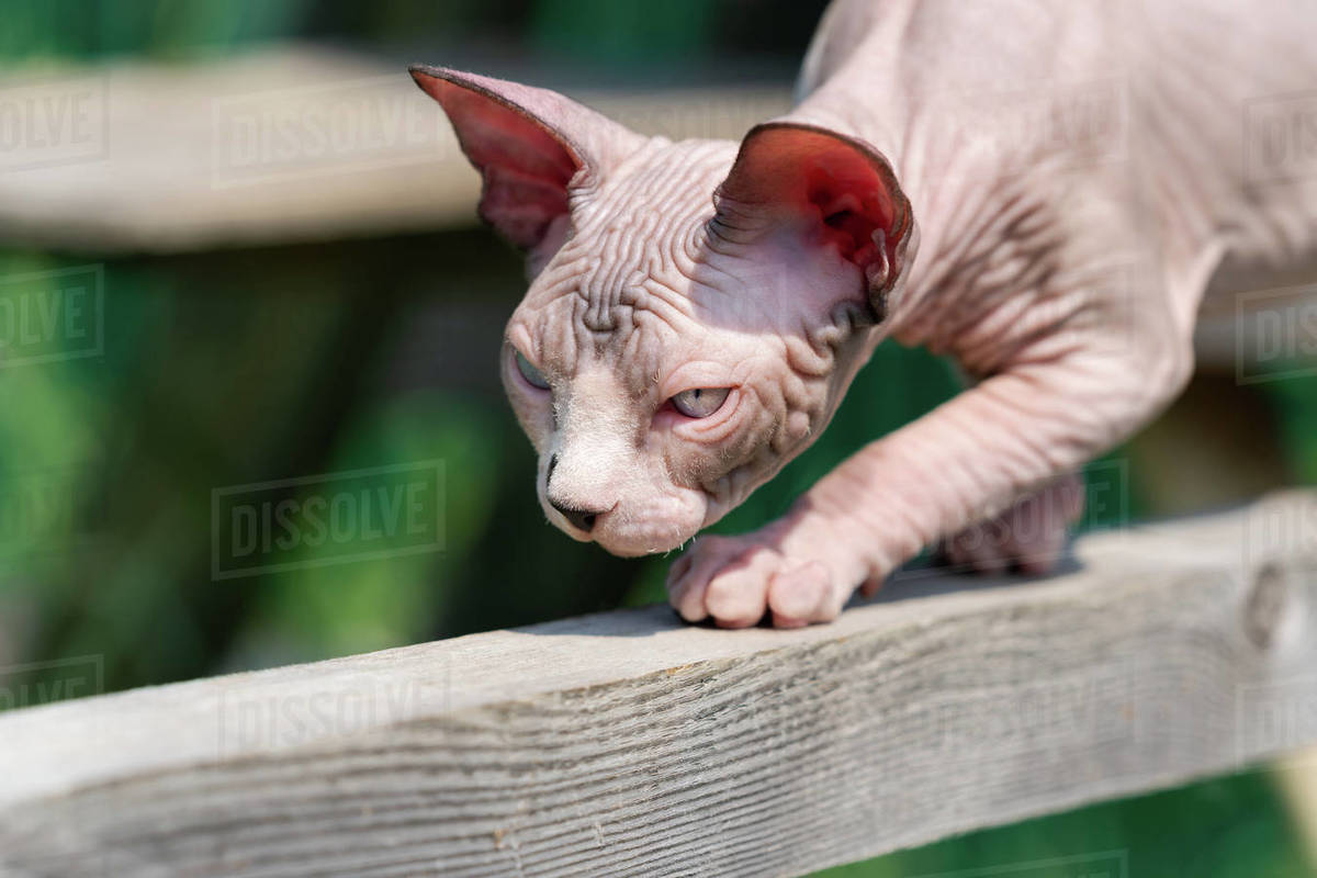 Canadian Sphynx Cat of chocolate mink and white color, 4 months old, carefully walking on narrow