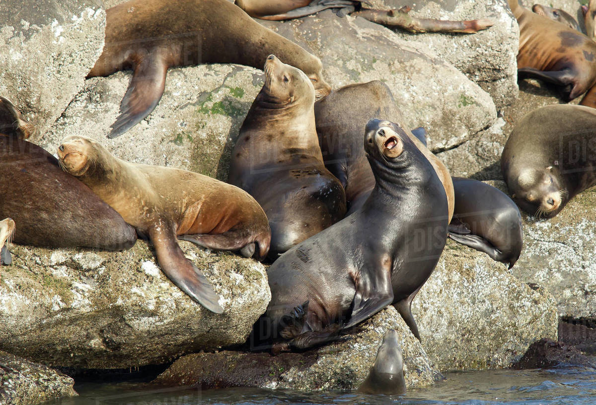 A bunch of sea lions laid out on the rocks in Newport, Oregon. Stock