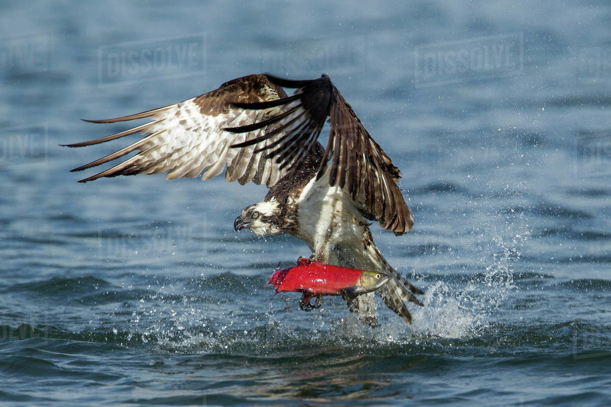 An osprey flies off with a kokanee salmon after catching it in Hayden