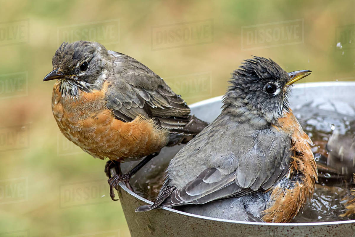 A couple of American Robins in a bird bath together. Stock Photo