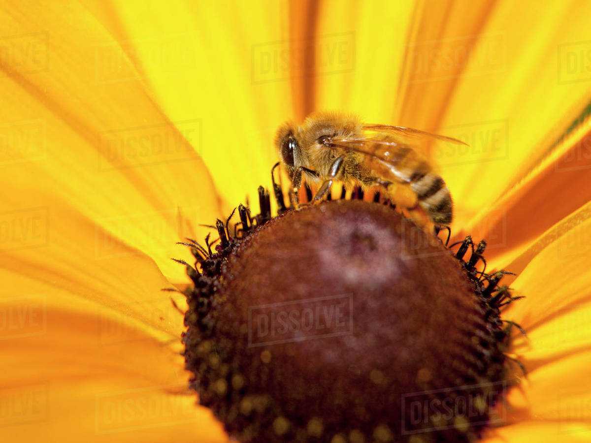 A bee gathers pollen from a black eyed susan daisy. Stock Photo