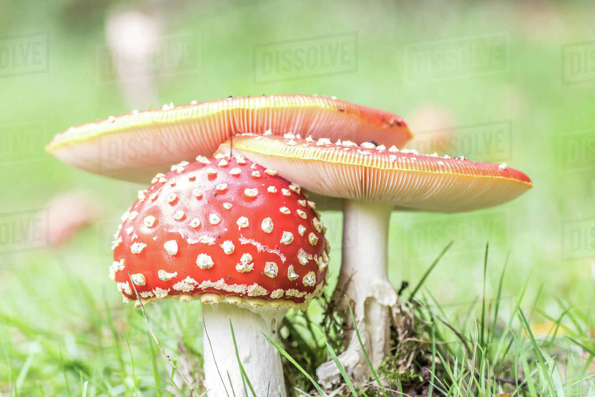 Red mushrooms,poisonous mushroom,amanita muscari on a field of grass