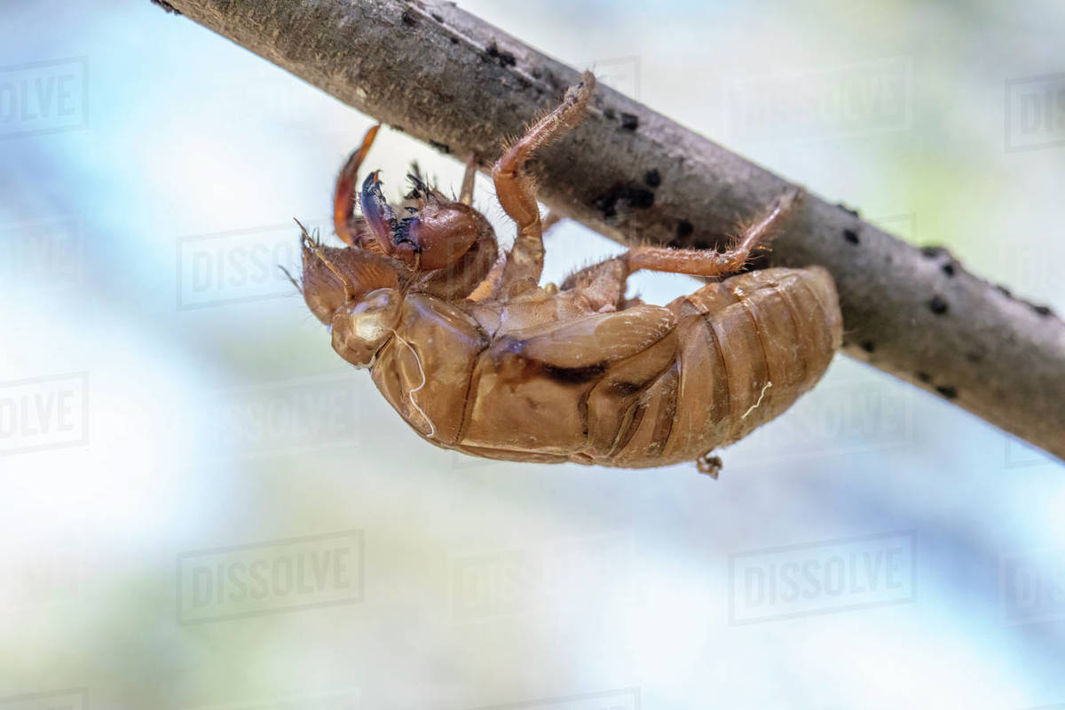 A Brown Dead Cicada On A Tree Branch Stock Photo Dissolve a-brown-dead-cicada-on-a-tree-branch-stock-photo-dissolve