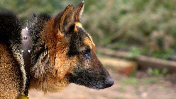 Hd Video 720P German Shepherd 
