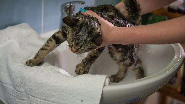 Putting Cat Under Faucet Running Water Stock Video Footage Dissolve Putting Cat Under Faucet Running Water