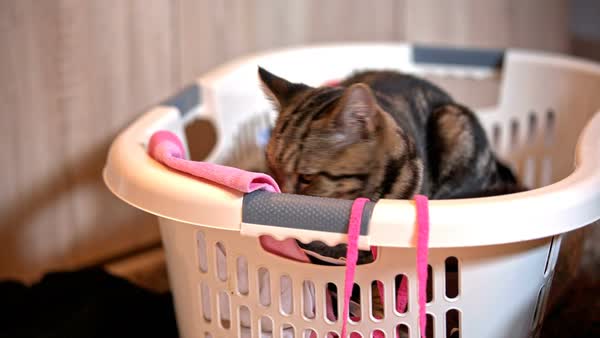 cute domestic innocent funny looking cat sitting on top of laundry